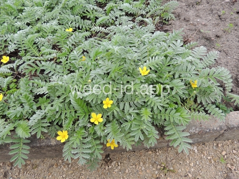 cinquefoil, silverweed